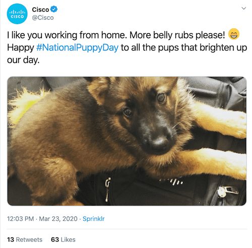 Cisco National Puppy Day tweet
