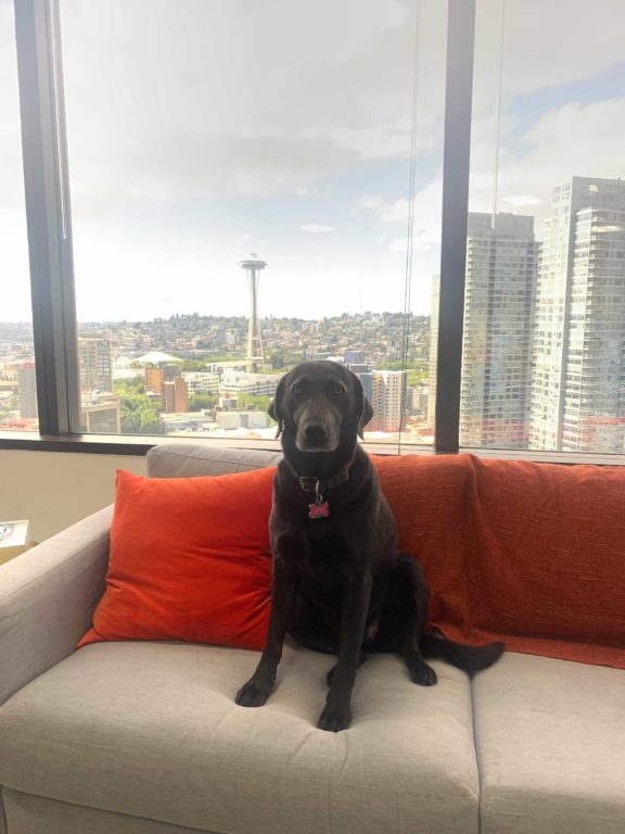 A dog sitting on a couch at the Walker Sands Seattle office with the Space Needle in the background