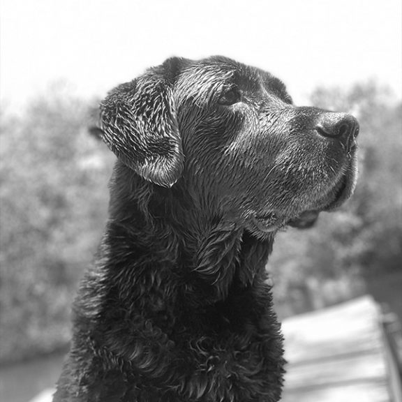 Julie Chapman sidebar2