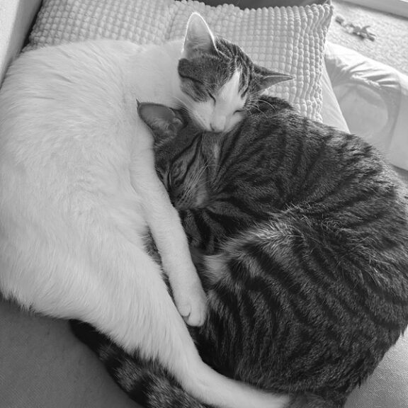 two kittens cuddling